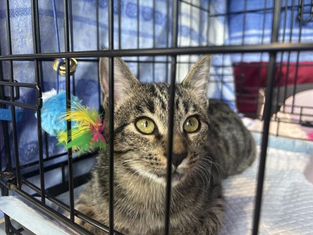 Их ждали: животные вновь обрели семьи на выставке-раздаче во Владивостоке - Vladnews.ru - Новости Владивосток и Дальнего Востока, 17.11.2025