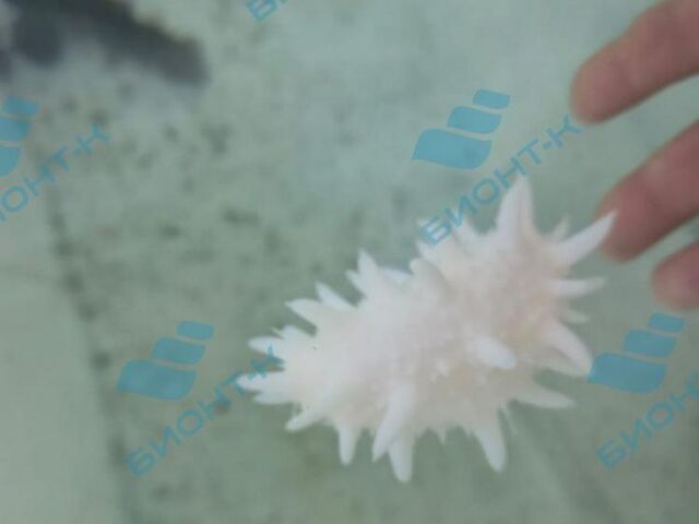 В Приморье обнаружен уникальный трепанг-альбинос - Vladnews.ru - Новости Владивосток и Дальнего Востока, 19.11.2025