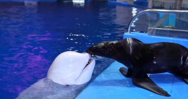 В Приморском океанариуме морской котик и белуха устроили нежную встречу - Vladnews.ru - Новости Владивосток и Дальнего Востока, 19.11.2025