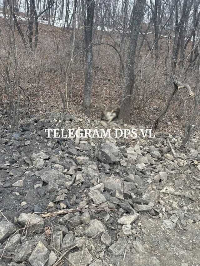 Неизвестные подстрелили шесть чипированных собак во Владивостоке - Vladnews.ru - Новости Владивосток и Дальнего Востока, 23.02.2026