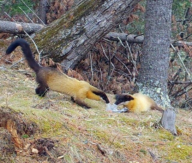 Поиграй и отдай: харза из заповедника в Приморье нашла потерянные SD-карты Поиграй и отдай: харза из заповедника в Приморье нашла потерянные SD-карты - Vladnews.ru - Новости Владивосток и Дальнего Востока, 03.03.2026