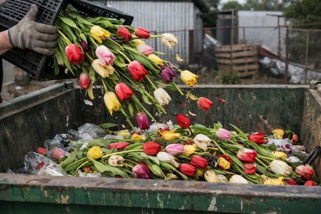 В Приморье уничтожили десятки тысяч заражённых цветов из Китая В Приморье уничтожили десятки тысяч заражённых цветов из Китая - Vladnews.ru - Новости Владивосток и Дальнего Востока, 04.03.2026