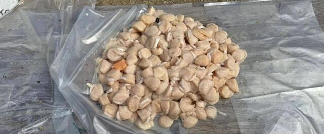 На Сахалине осудят браконьеров за незаконный вылов моллюсков - Vladnews.ru - Новости Владивосток и Дальнего Востока, 05.03.2026