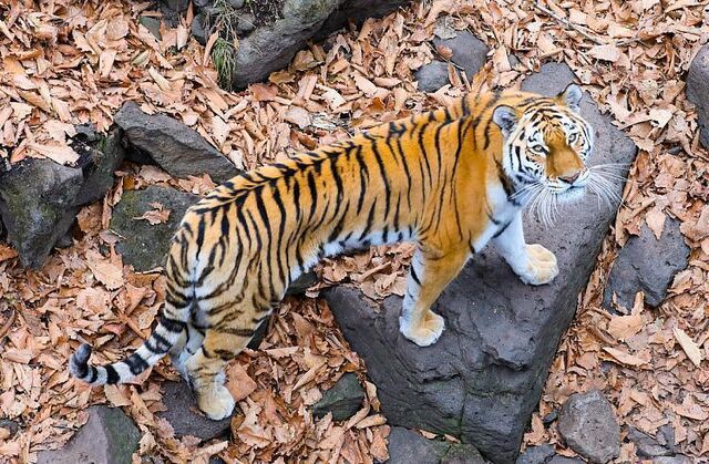 Напавший на человека тигр пойман в Приморье - Vladnews.ru - Новости Владивосток и Дальнего Востока, 13.03.2026