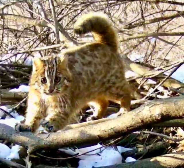 Сенсационный кадр: дальневосточный лесной кот "ограбил" выдру в Приморье - Vladnews.ru - Новости Владивосток и Дальнего Востока, 17.03.2026