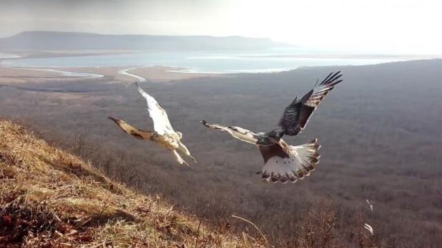 Хищные птицы устроили поединок с видом на мосты Владивостока - Vladnews.ru - Новости Владивосток и Дальнего Востока, 20.03.2026