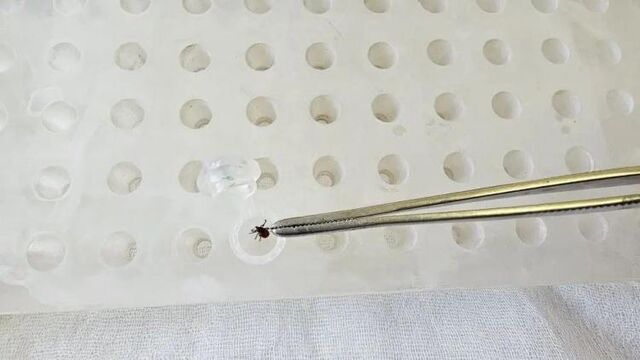 Сезон клещей открыт: первый случай присасывания зафиксирован в Приморье - Vladnews.ru - Новости Владивосток и Дальнего Востока, 23.03.2026