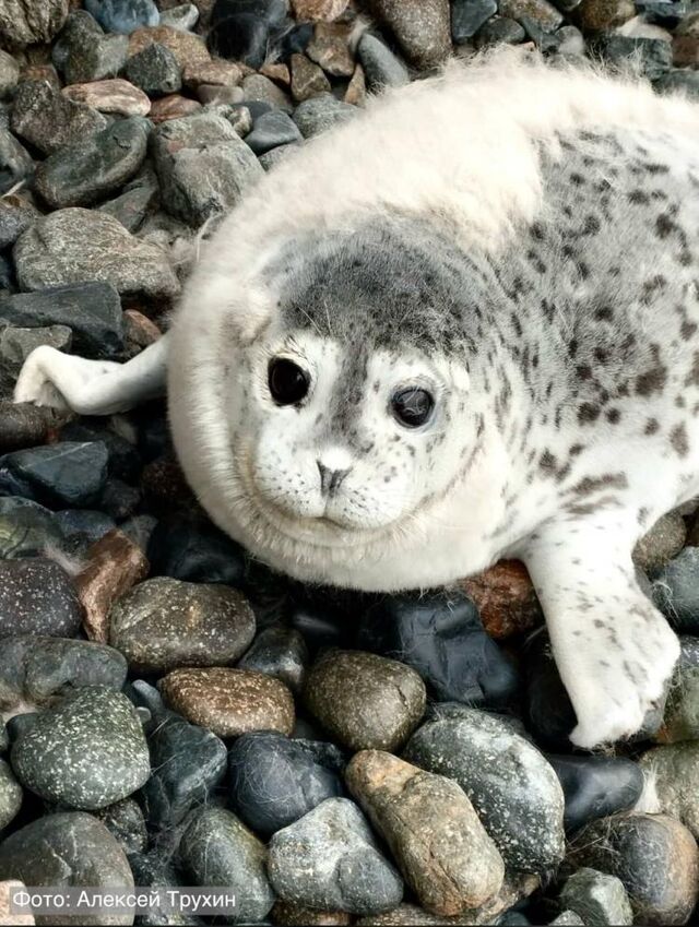 В Морском заповеднике Приморья успешно завершился сезон рождения ларг - Vladnews.ru - Новости Владивосток и Дальнего Востока, 24.03.2026