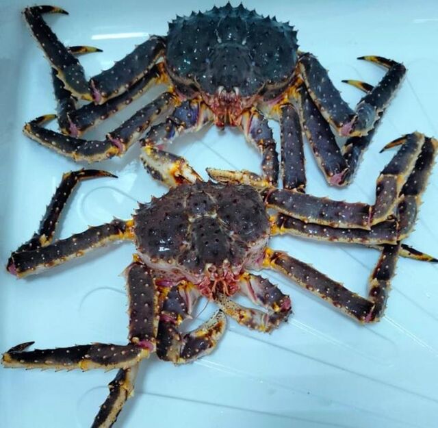 В Приморье задержаны тонны краба с превышением ртути В Приморье задержаны тонны краба с превышением ртути - Vladnews.ru - Новости Владивосток и Дальнего Востока, 26.03.2026