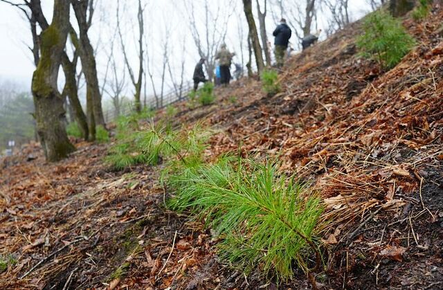 Приморский минлесхоз обеспечит посадку десятков тысяч молодых деревьев Приморский минлесхоз обеспечит посадку десятков тысяч молодых деревьев - Vladnews.ru - Новости Владивосток и Дальнего Востока, 27.03.2026