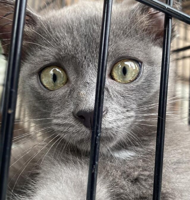 Подари тепло: выставка-раздача животных пройдет завтра во Владивостоке - Vladnews.ru - Новости Владивосток и Дальнего Востока, 27.03.2026