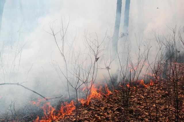Природные пожары охватили почти 600 гектаров в Приморье за выходные - Vladnews.ru - Новости Владивосток и Дальнего Востока, 30.03.2026