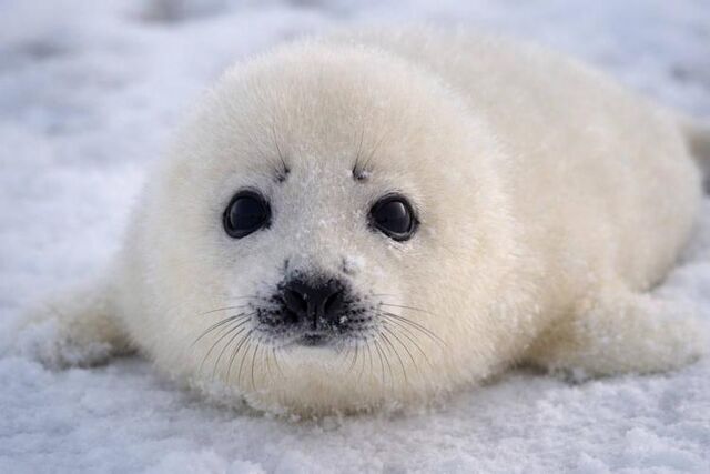 Спасённый в Триозерье тюленёнок отравился пакетиком с краской - Vladnews.ru - Новости Владивосток и Дальнего Востока, 30.03.2026