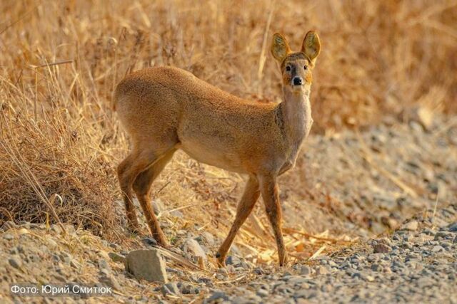 Редчайший в России водяной олень увеличивает популяцию на юге Приморья - Vladnews.ru - Новости Владивосток и Дальнего Востока, 03.04.2026