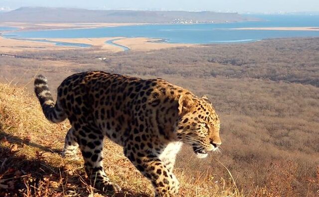 ВТБ: третьего котёнка из семьи дальневосточных леопардов назвали Фьюжн - Vladnews.ru - Новости Владивосток и Дальнего Востока, 13.04.2026