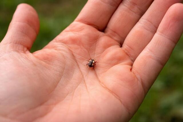 Как уберечь детей от клещей в сезон активности: советы Роспотребнадзора - Vladnews.ru - Новости Владивосток и Дальнего Востока, 13.04.2026