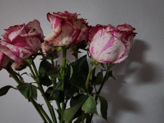 В Приморье инспекторы пресекли попытку ввоза зараженных цветов - Vladnews.ru - Новости Владивосток и Дальнего Востока, 16.04.2026