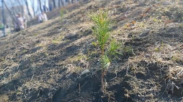 Во Владивостоке высадили более 6 тысяч сеянцев деревьев - Vladnews.ru - Новости Владивосток и Дальнего Востока, 18.04.2026