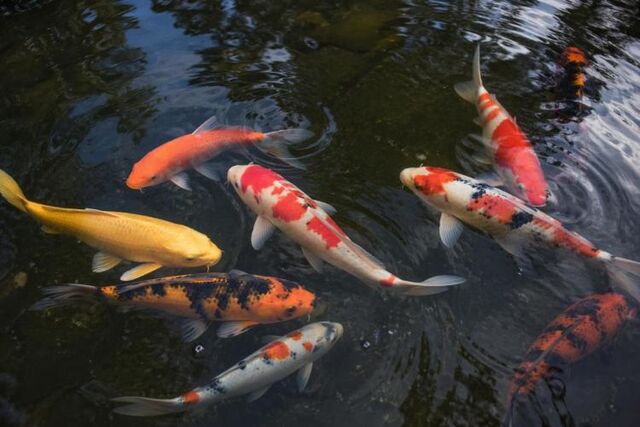 Карпы кои вернулись в пруды Приморского океанариума - Vladnews.ru - Новости Владивосток и Дальнего Востока, 23.04.2026