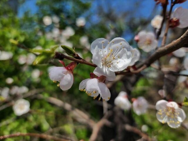 Какой погодой закончится апреля в Приморье: прогноз - Vladnews.ru - Новости Владивосток и Дальнего Востока, 29.04.2026