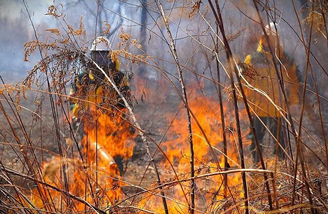 В Приморье за сутки потушили 17 лесных и ландшафтных пожаров - Vladnews.ru - Новости Владивосток и Дальнего Востока, 29.04.2026