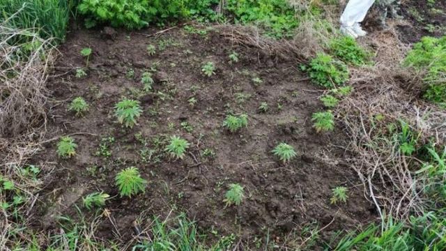 Жительница Хорольского округа выращивала кусты конопли на своем участке - Vladnews.ru - Новости Владивосток и Дальнего Востока, 28.06.2026