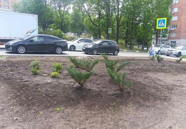 Более тысячи деревьев и кустарников высадили во Владивостоке в июне - Vladnews.ru - Новости Владивосток и Дальнего Востока, 01.07.2026