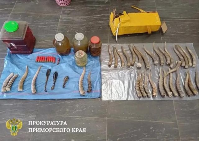 В Приморье состоится суд над торговцем краснокнижными рогами сайгака - Vladnews.ru - Новости Владивосток и Дальнего Востока, 02.07.2026
