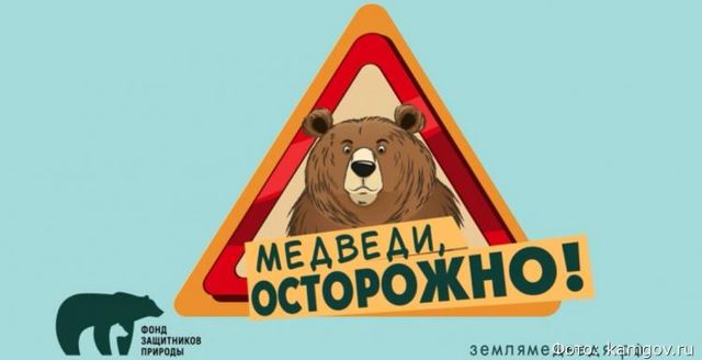 Чему учит новый мультфильм о медведях от экологов Камчатки - Vladnews.ru - Новости Владивосток и Дальнего Востока, 18.08.2026