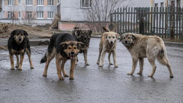 Жительницы Арсеньева не дали отловить бродячих собак - Vladnews.ru - Новости Владивосток и Дальнего Востока, 19.08.2026
