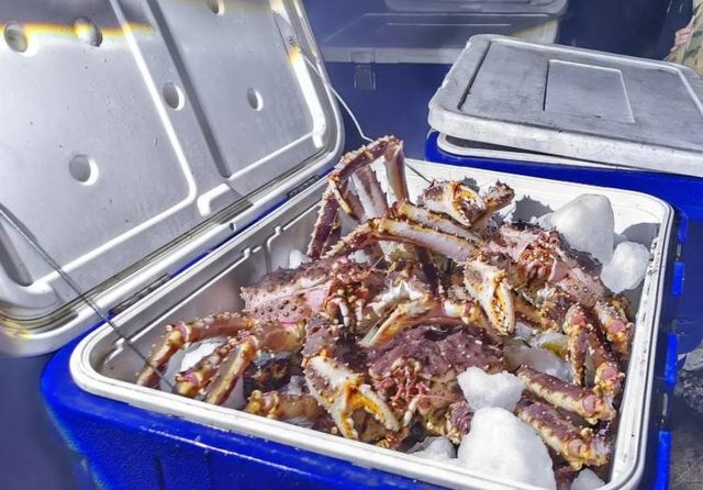Браконьеры незаконно выловили камчатского краба почти на 10 млн в Приморье Браконьеры незаконно выловили камчатского краба почти на 10 млн в Приморье - Vladnews.ru - Новости Владивосток и Дальнего Востока, 14.09.2026