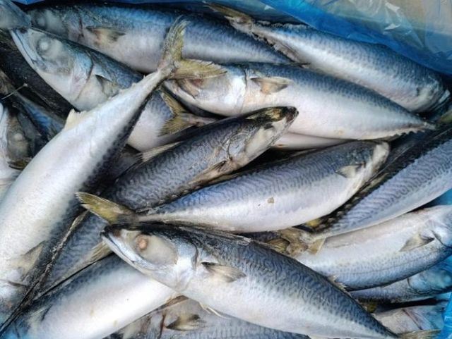 Приморские порты наращивают импорт морепродуктов - Vladnews.ru - Новости Владивосток и Дальнего Востока, 15.10.2026