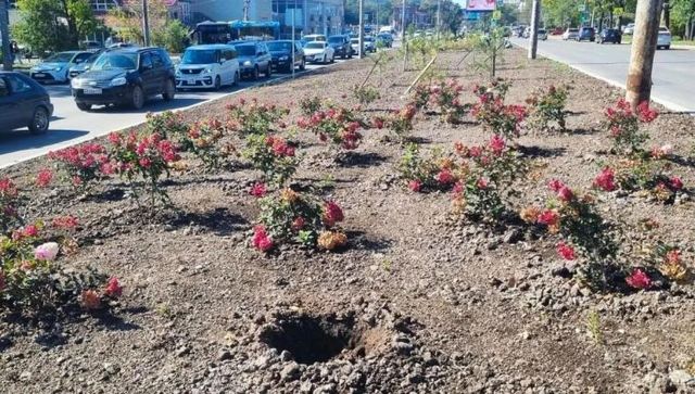 На Второй Речке с новых клумб украли десятки роз, гортензий и спиреи - Vladnews.ru - Новости Владивосток и Дальнего Востока, 22.10.2026