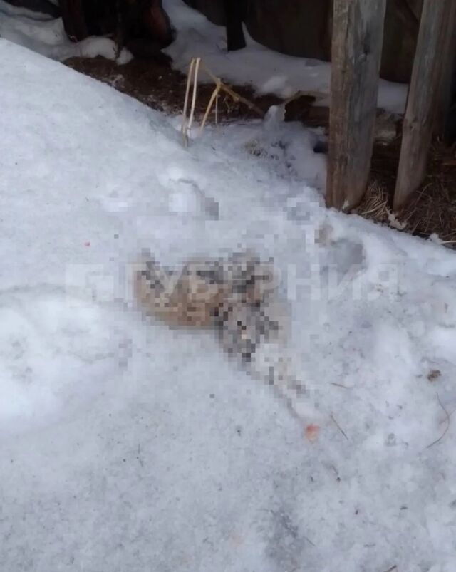 Бродячие собаки разодрали кроликов прямо на частном подворье в Хабаровске - Губерния l Хабаровск, 10.03.2026