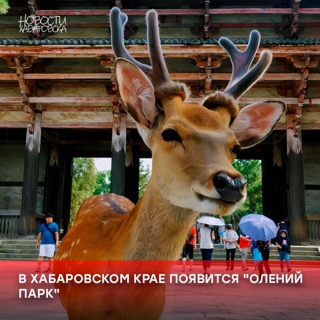 В Хабаровском крае планируется создание нового туристического комплекса – "Олений парк". - Новости Хабаровска, 18.03.2025