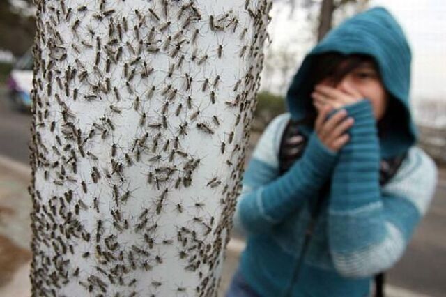 Комариный «ад» ожидается в этом году в Алтайском крае - Инцидент Барнаул, 08.05.2024