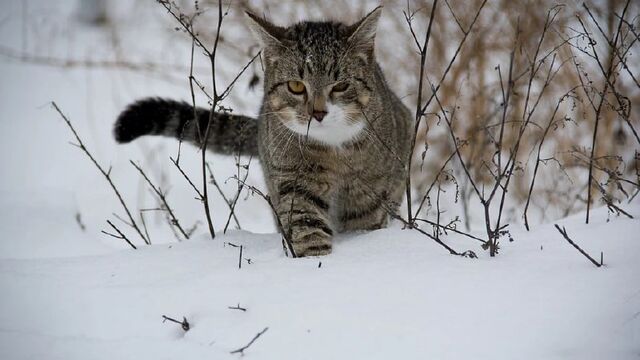 Воронежцев может ждать аномально теплый январь - РИА Воронеж, 30.12.2024