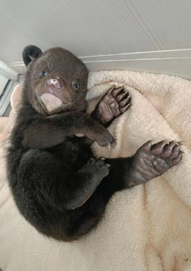 Медвежонка спасают в Хабаровском крае Медвежонка спасают в Хабаровском крае - Губерния l Хабаровск, 16.03.2026