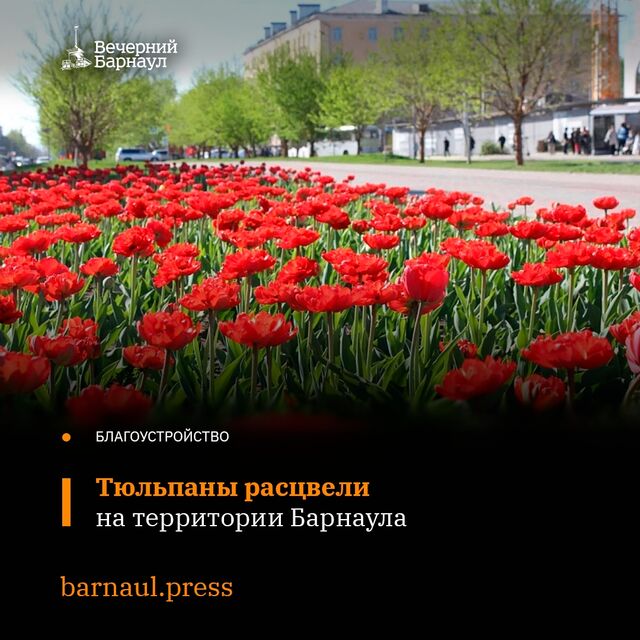 Осенью 2025 года в Барнауле высадили 41 тысячу луковиц тюльпанов на общей площади более 1000 квадратных метров. Уже сегодня они радуют местных жителей своим цветением, распустившись на общественных территориях города. - «Вечерний Барнаул», 05.05.2026