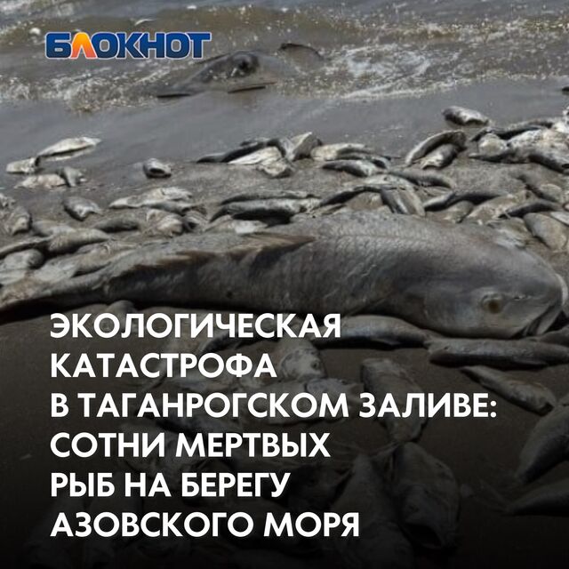 В солнечные выходные жители столкнулись с мрачной картиной: песчаные пляжи Таганрогского залива превратились в настоящее кладбище для множества рыб. Эта неожиданная трагедия, разворачивающаяся на фоне обычно живописного побережья Азовского моря, вызвала шок у местных жителей. - Блокнот Таганрог, 06.10.2024