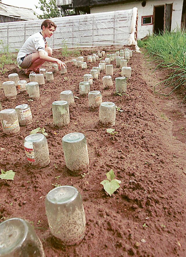 Восстановление жизнеспособности высаженной рассады по силам каждому садоводу - Нижегородские новости, 18.04.2026