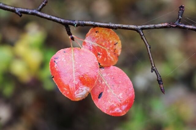 Борис Кубай объяснил, почему снег обходит Владивосток стороной Борис Кубай объяснил, почему снег обходит Владивосток стороной - PrimaMedia.ru | Новости Приморского края, 17.11.2025