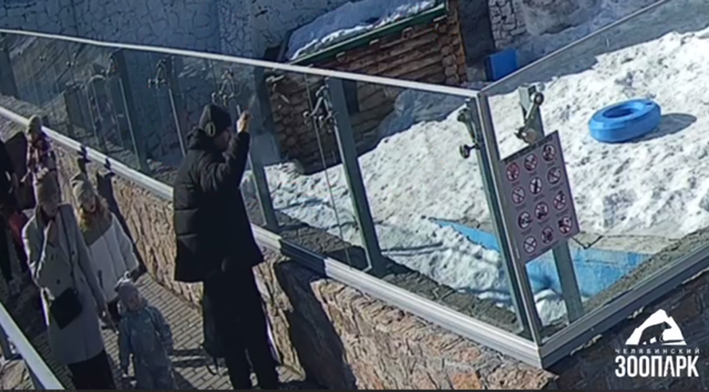 Посетитель накормил белого медведя колбасой в зоопарке Челябинска - Вечерний Челябинск, 23.03.2026
