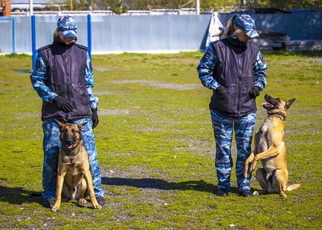 Свыше 250 собак несут службу в учреждениях ФСИН Челябинской области - Вечерний Челябинск, 21.06.2026