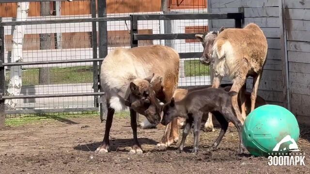 В Челябинском зоопарке родился детеныш северного оленя - Телекомпания ОТВ. Челябинское областное телевидение, 05.05.2025