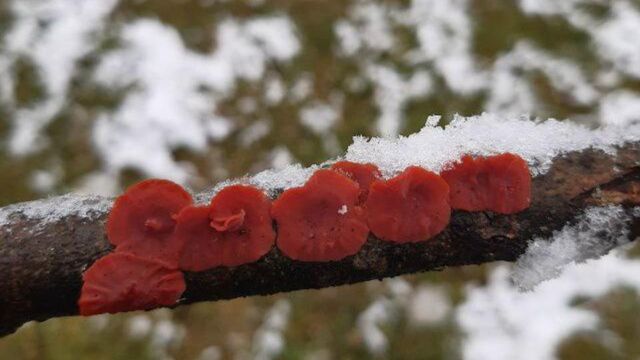 Жительница Челябинской области обнаружила мистический гриб - Телекомпания ОТВ. Челябинское областное телевидение, 09.11.2025