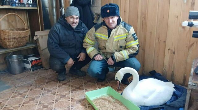В Челябинской области спасатели МЧС освободили вмерзшего в лед лебедя - Телекомпания ОТВ. Челябинское областное телевидение, 19.11.2025