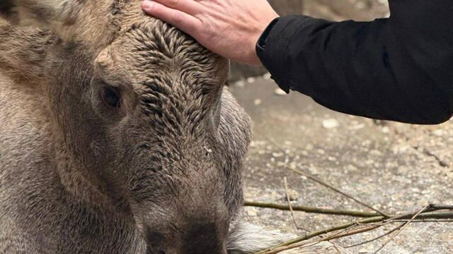 На Зюраткуле выхаживают раненого лосенка с ампутированной ногой - Телекомпания ОТВ. Челябинское областное телевидение, 19.11.2025