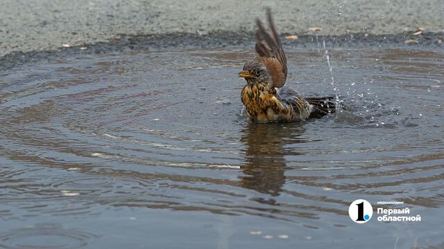 Глава Челябинского Гидрометцентра объяснил разницу между метеорологом и синоптиком - Телекомпания ОТВ. Челябинское областное телевидение, 23.03.2026