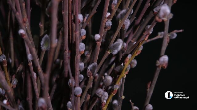 Жители Челябинской области отметят Вербное воскресенье 5 апреля Жители Челябинской области отметят Вербное воскресенье 5 апреля - Телекомпания ОТВ. Челябинское областное телевидение, 04.04.2026